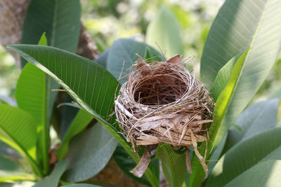 Close-up of plant in nest on leaves