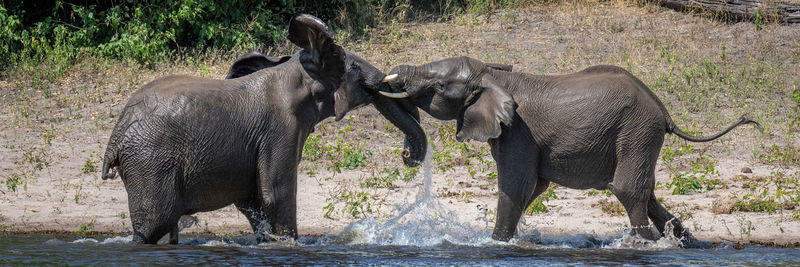 Elephant drinking water