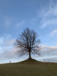 Bare tree on field against sky