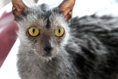 Close-up portrait of cat