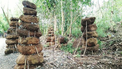 Stack of logs in forest