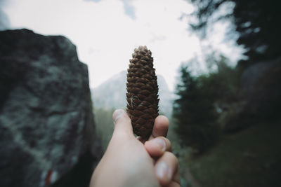 Close-up of hand holding pine cone against sky