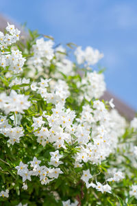 Close-up of white flowering plants