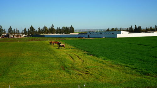 Scenic view of field against clear sky