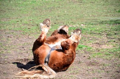 Close-up of horse on field