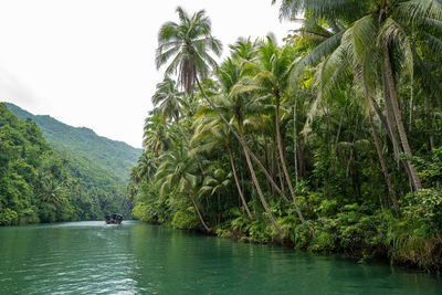 Scenic view of palm trees by river in forest