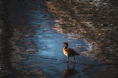 Goose walking frozen lake