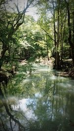 Scenic view of river in forest