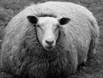 Close-up of sheep on rock