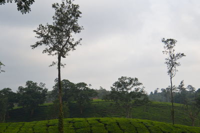 Trees on field against sky