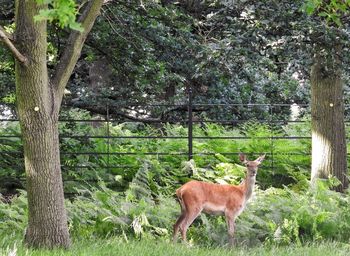 Deer on grass