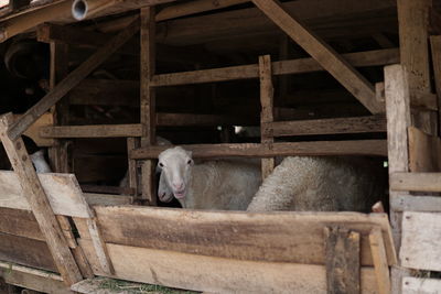 View of an animal in pen