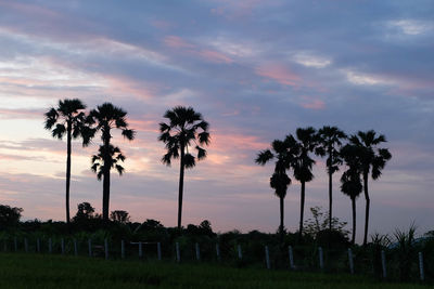 Silhouette palm trees on field against sky at sunset