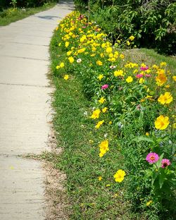 Yellow flowers blooming outdoors