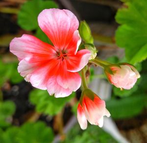 Close-up of flower blooming outdoors