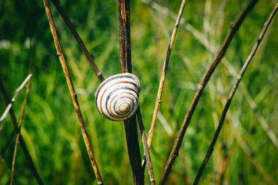 Close-up of snail on plant