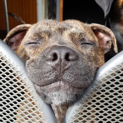 Close-up portrait of dog in cage