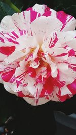 Close-up of pink flowers