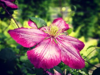 Close-up of pink flowers