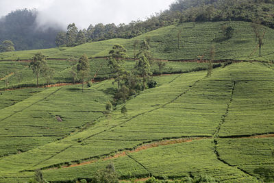 Scenic view of agricultural field