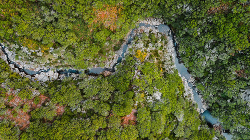 High angle view of moss growing on rocks in forest