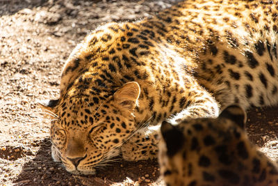 View of a cat on land