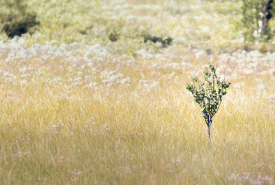 Close-up of fresh green plants in field