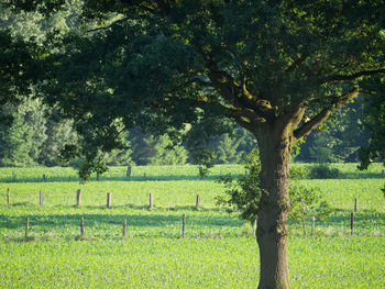 View of trees growing in field