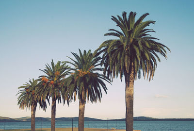 Palm trees by sea against clear sky