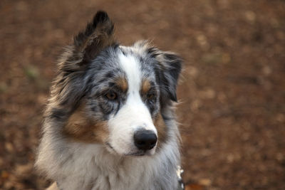 Close-up portrait of dog