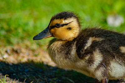 Close-up of a bird