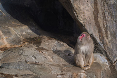 Monkey on rock formation in zoo