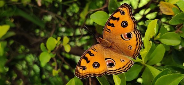 Close-up of butterfly pollinating flower