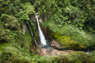 Scenic view of waterfall in forest