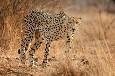 Cheetah in the wild, africa