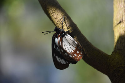Fantastic small black and whtie butterfly moving up a tree branch.