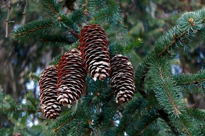 Close-up of spiked plant