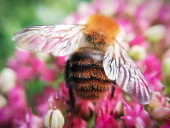 Close-up of bee pollinating on pink flower