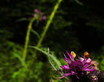 Close-up of flowers blooming outdoors