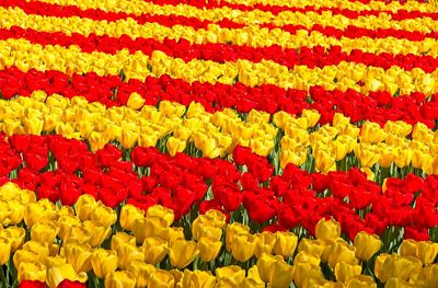 Full frame shot of red tulips