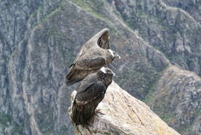 View of bird on rock