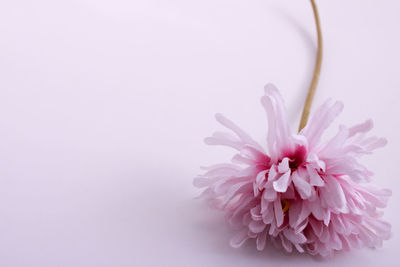 Close-up of pink flower against white background
