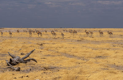 Flock of birds in the field