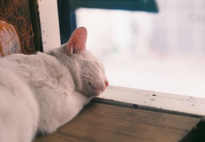 Close-up of cat on table