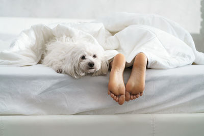 Dog lying on bed