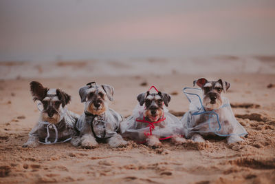 Group of people with dog on beach