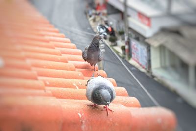 Close-up of pigeon perching on wall