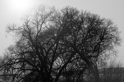 Low angle view of bare tree against clear sky