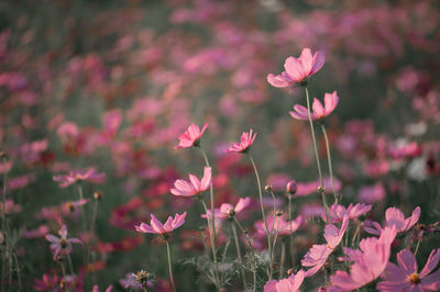 Close-up of pink flowering plants on field