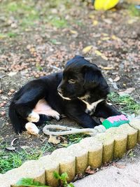 Portrait of monkey eating